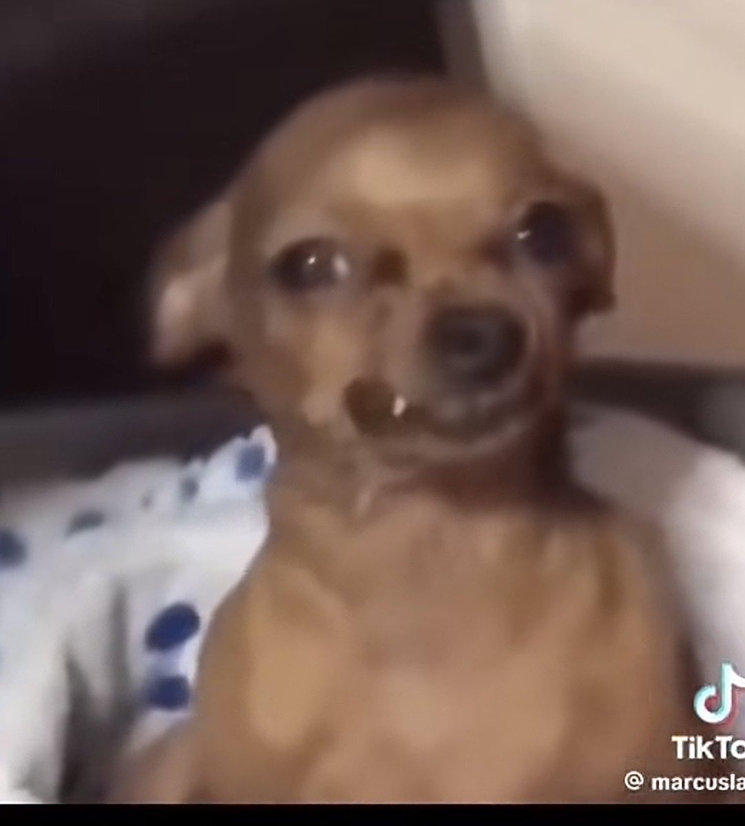 loyalty at all costs tweet media