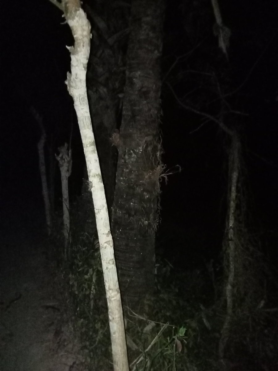 catojec ✦ tweet media