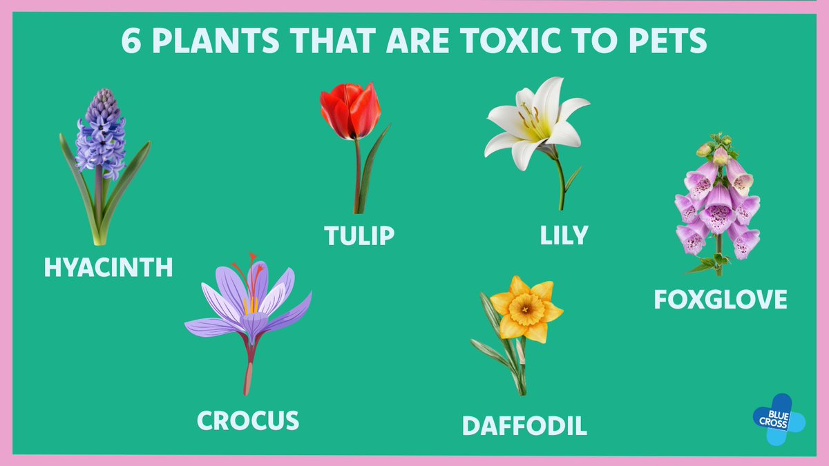 The_Blue_Cross's tweet photo. Spring is here, and gardens are starting to bloom! 🌸 But some plants and flowers can be toxic to pets, so it’s important to know what to look out for.

Being able to spot hidden dangers is crucial to help keep your pet safe. 👉 https://t.co/vxkAklYSxC https://t.co/mGoq009f7I