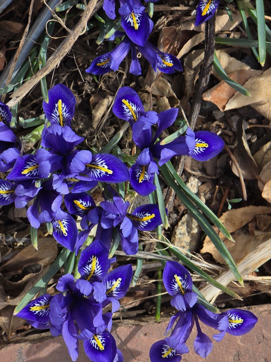 Iris reticulata welcoming the Spring Equinox, when the sun passes the celestial equator, and the length of the night and day are nearly equal. Now the days start to get longer, giving us more time to garden.