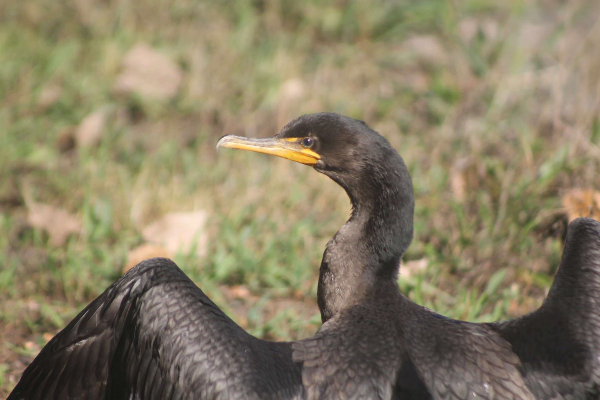 Bob Confer tweet media