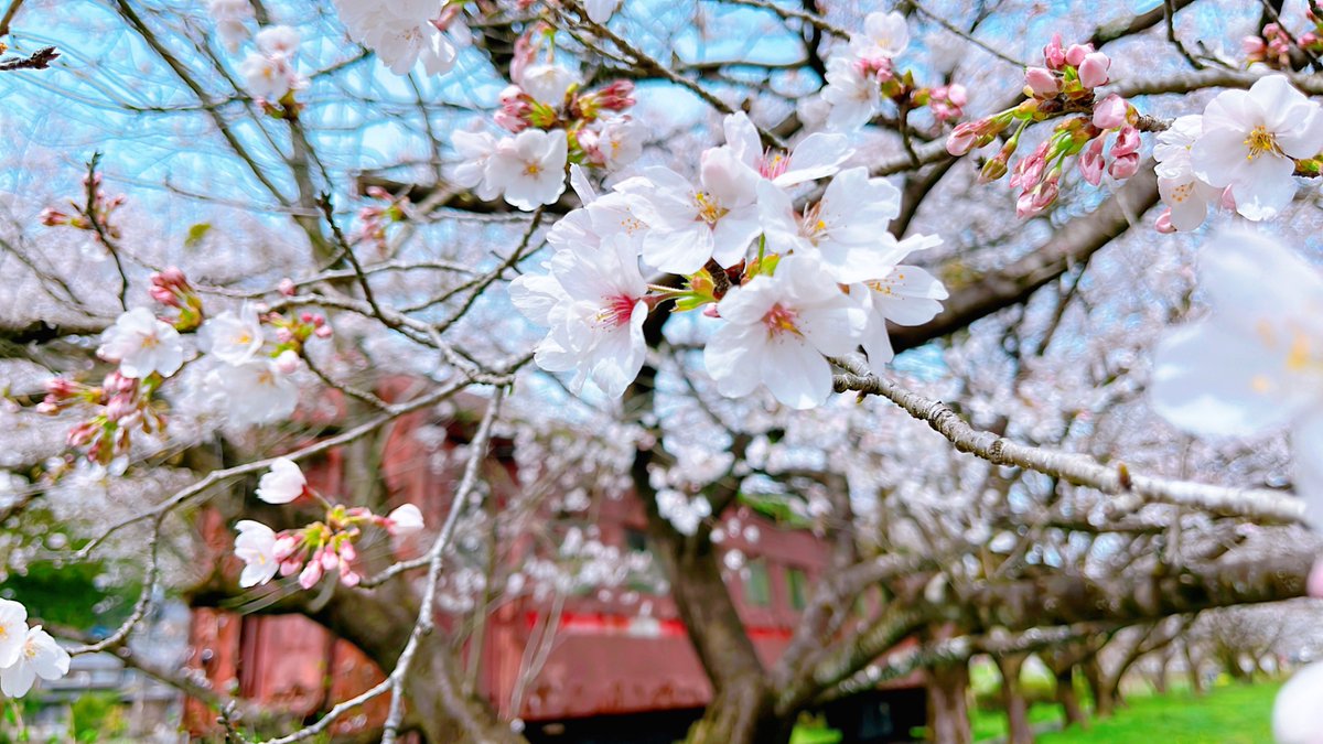 🍏🌸 こはぅ 🌸🍎 tweet media