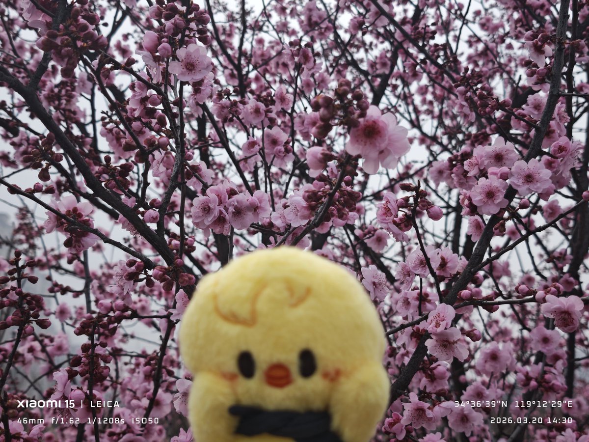 r4n_feng tweet media