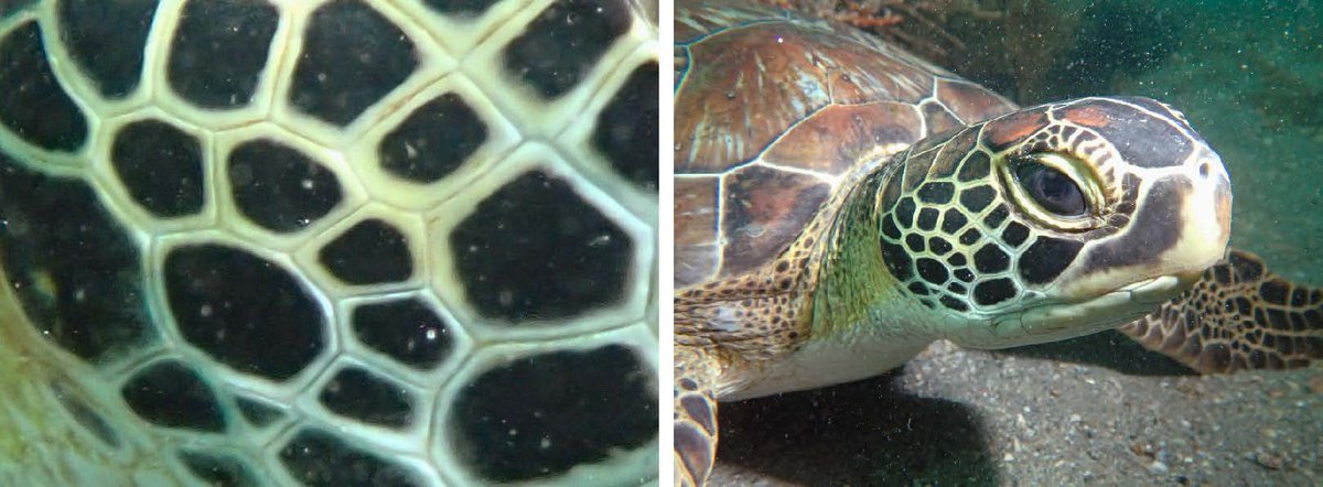 NOAA Florida Keys NMS tweet media