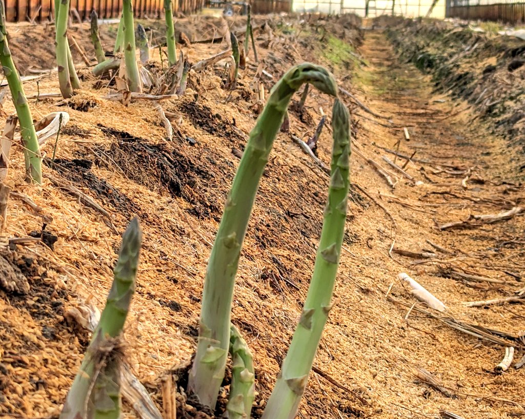 曽我農園＠ 闇落ちとまと 越冬トマトは毎年5月から7月までの販売です tweet media