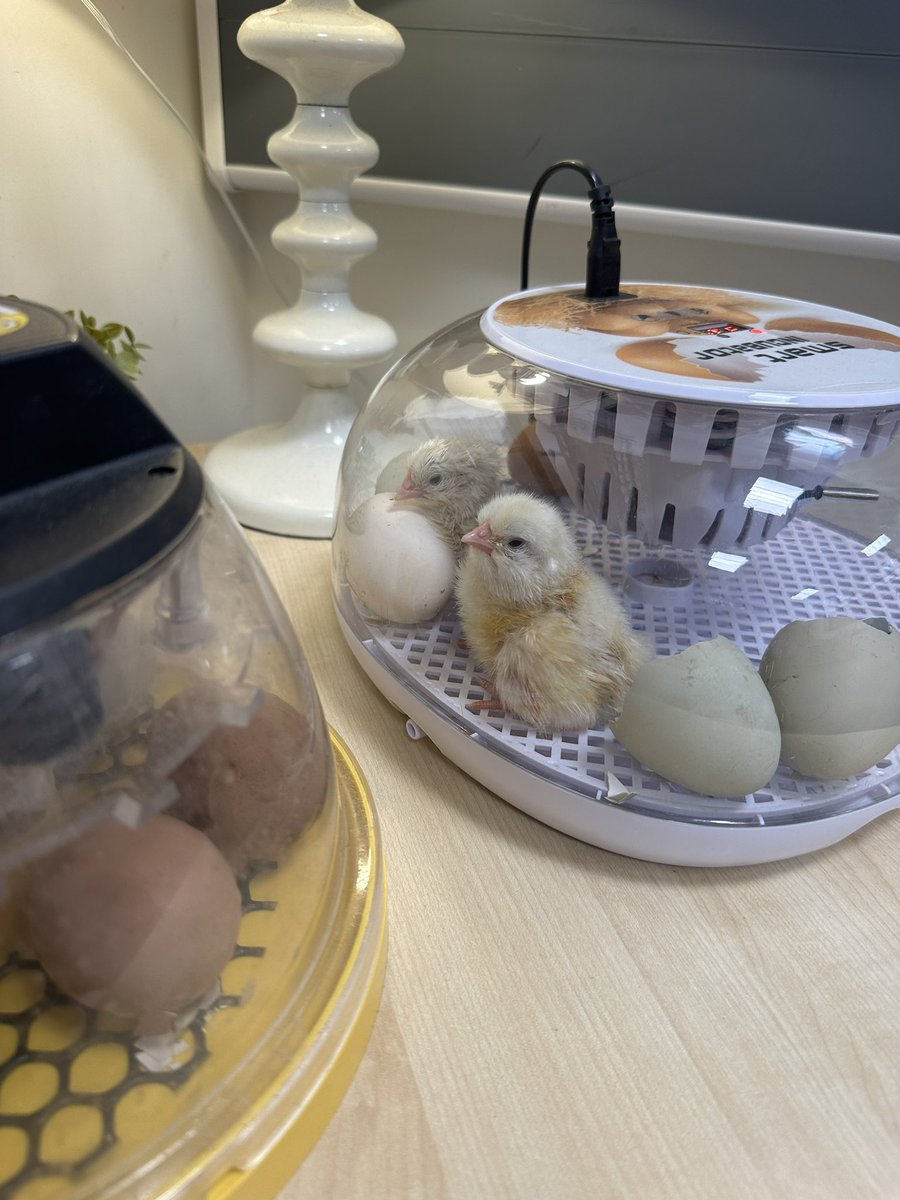 CPickering Primary tweet media