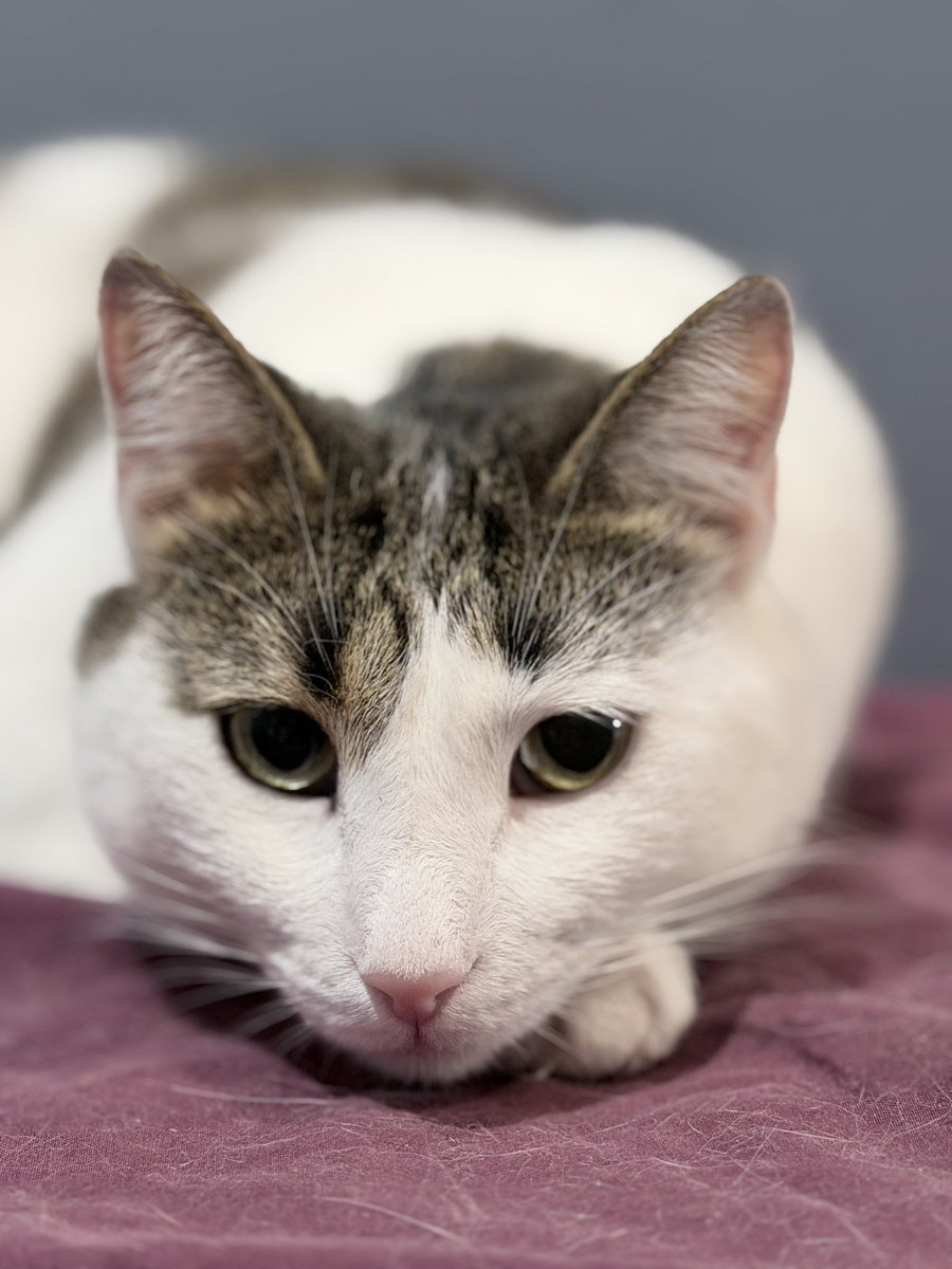 Irena Druzenko 🇺🇦🐈‍⬛ KCC (Kyiv Cat Crew) tweet media