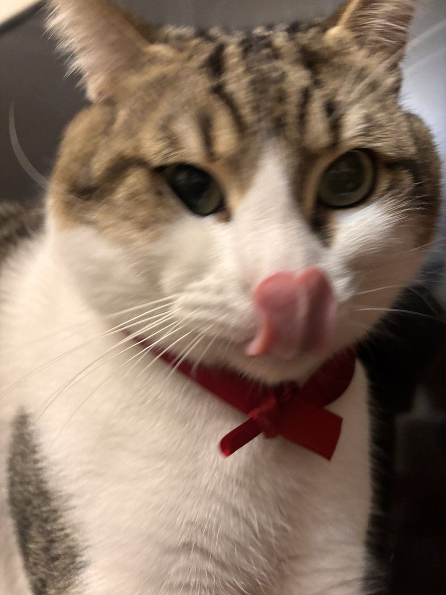 mitos officiel 🇵🇸 tweet media