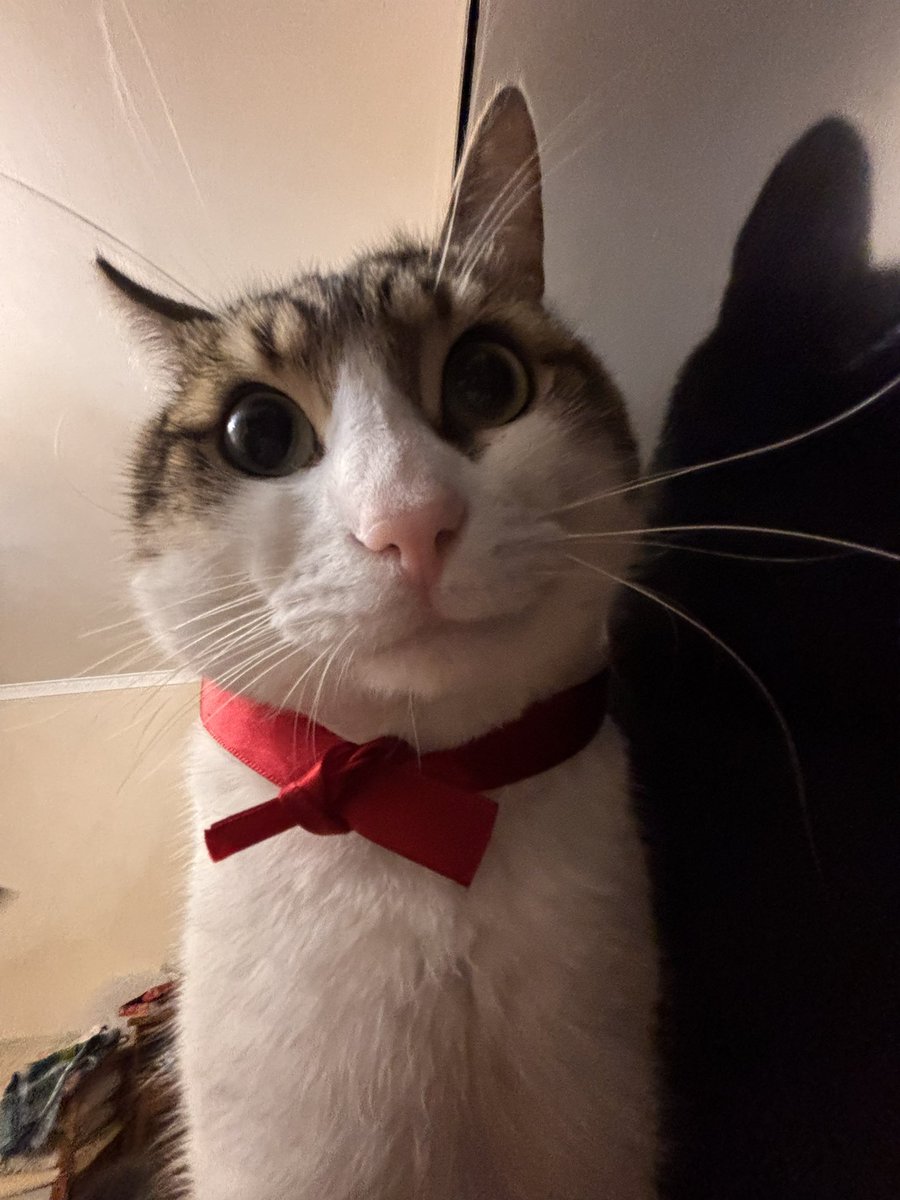 mitos officiel 🇵🇸 tweet media