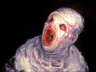 CK 🇺🇸 tweet media