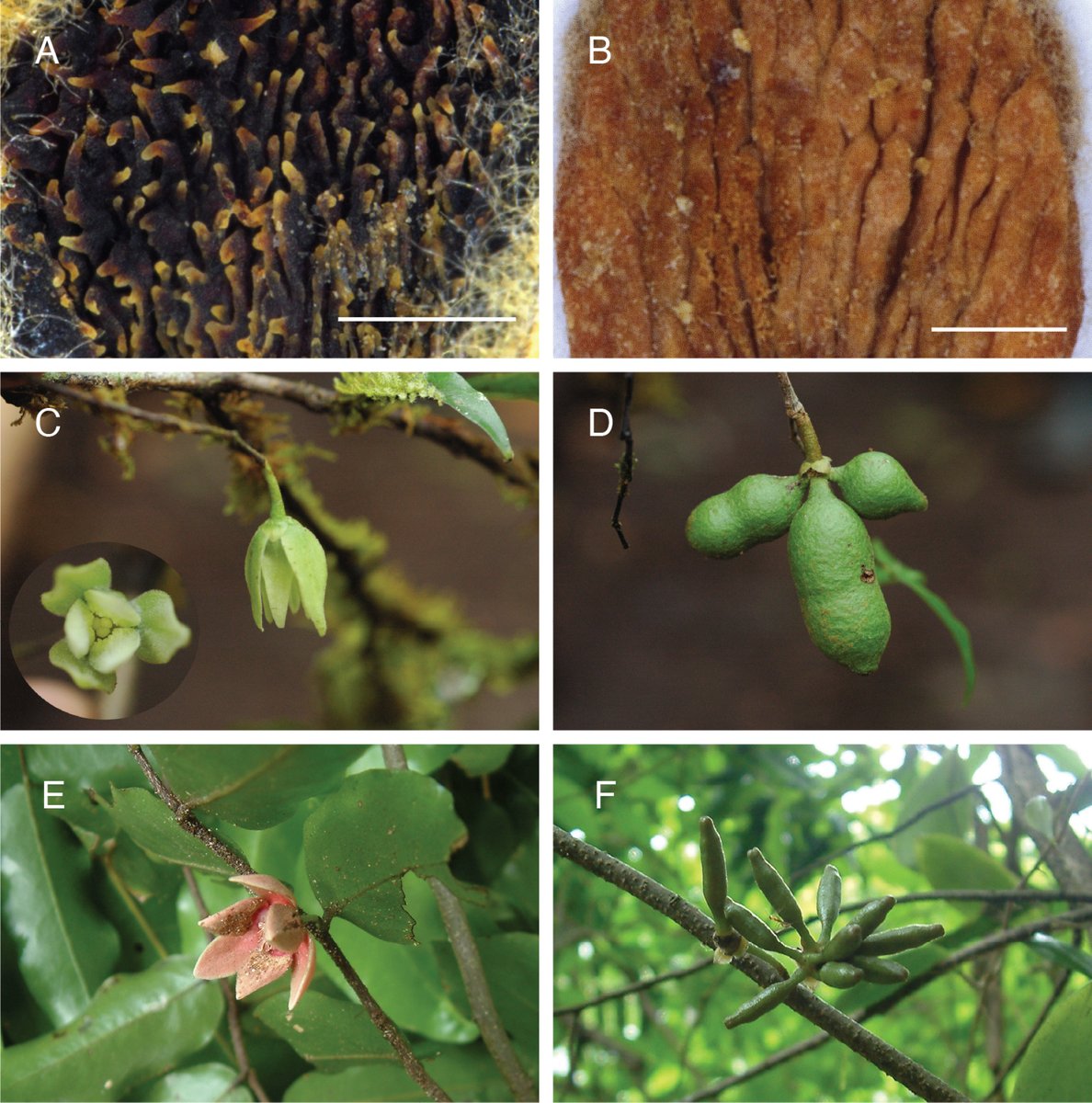 PhytoKeys tweet media