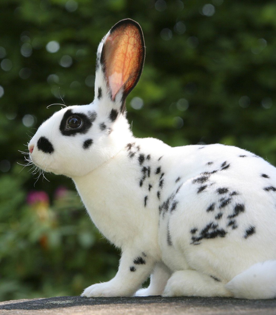 Neural Space tweet media