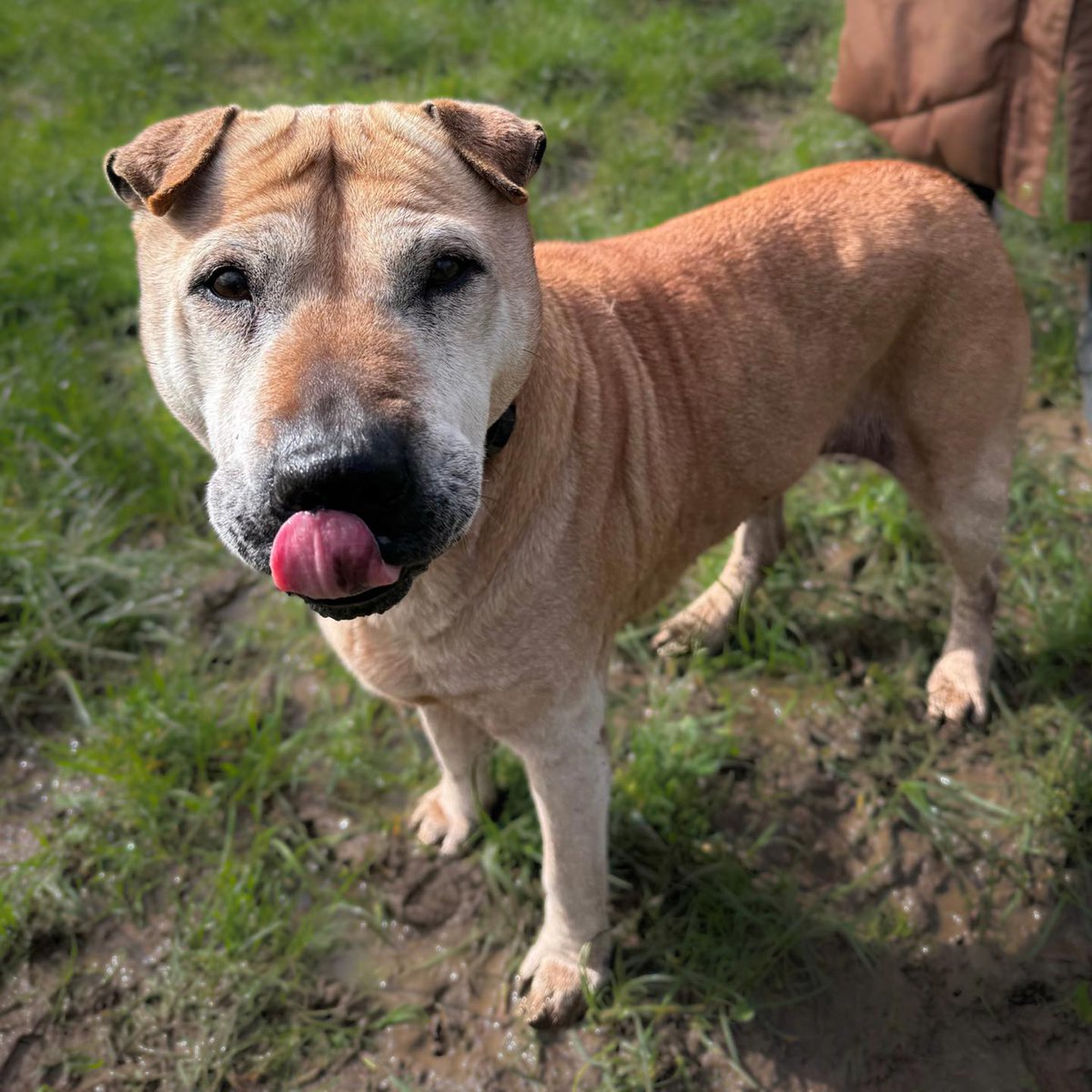 Animal Adoptions UK 🐕🦺🐈🐎❤️ tweet media