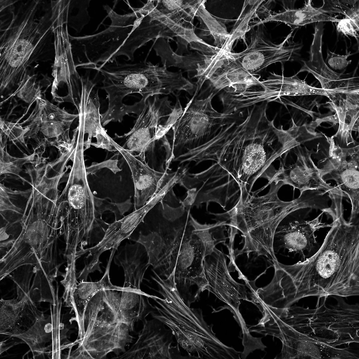 Viroscope tweet media