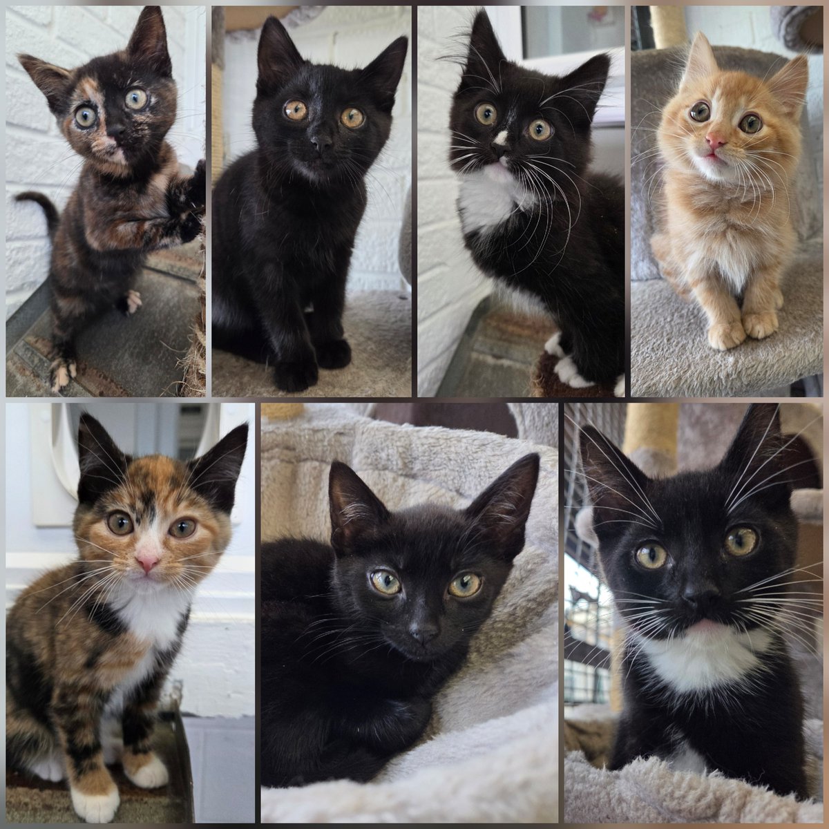 Animal Adoptions UK 🐕🦺🐈🐎❤️ tweet media