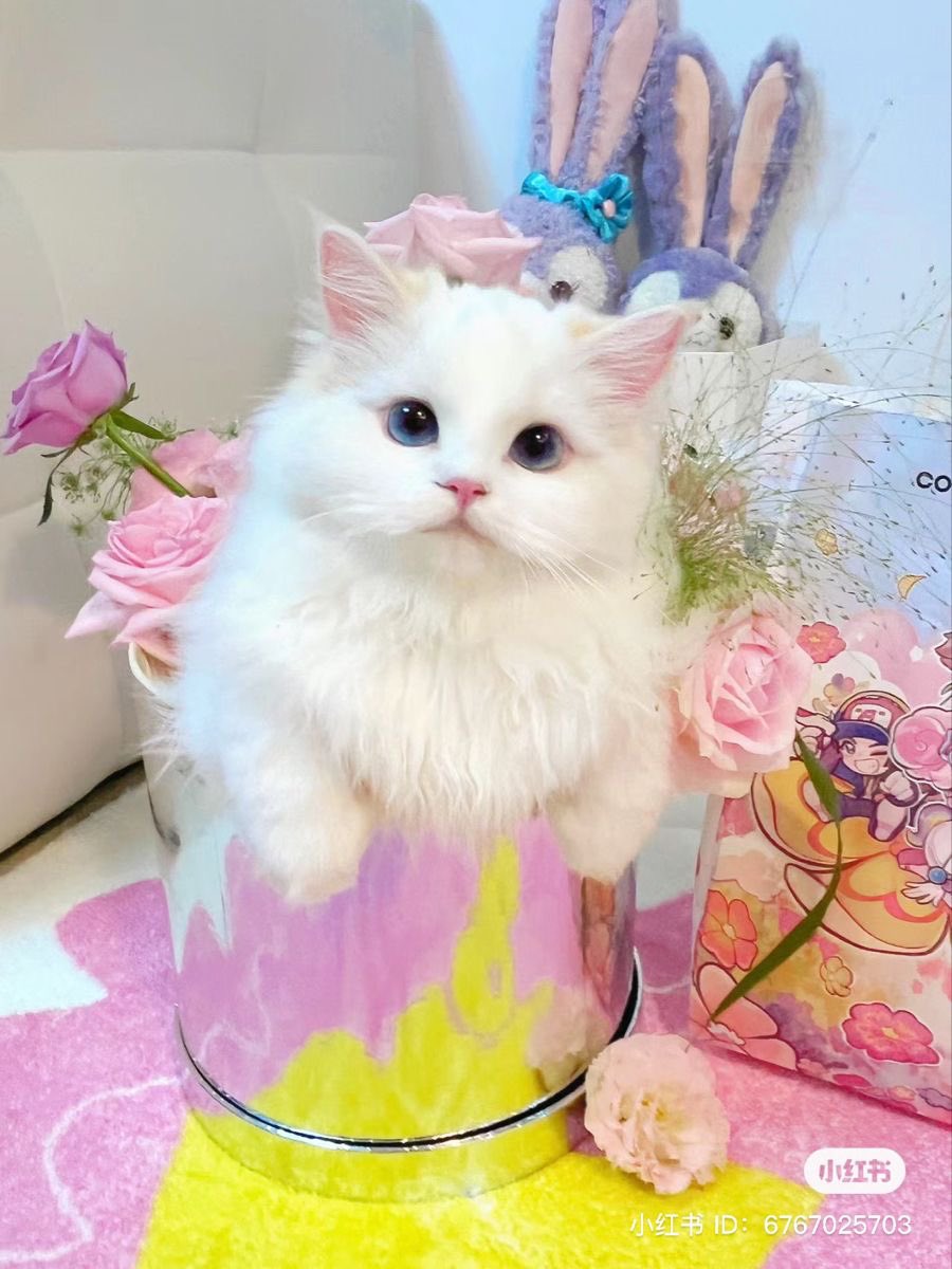 ℍ𝕖𝕝𝕖𝕟𝕒 𝕕𝕖 𝕋𝕣𝕠𝕪𝕒 • ᴍɪᴄʜɪ ᴀᴜ!¡ tweet media