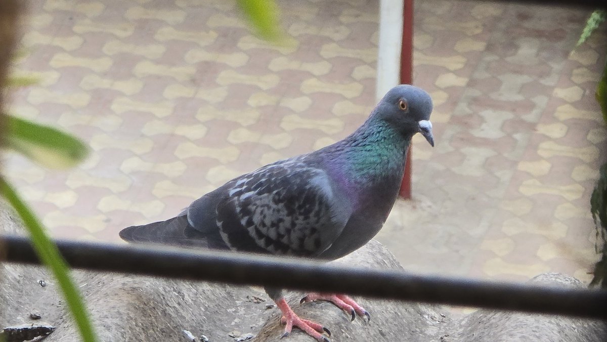 🇮🇳 tweet media