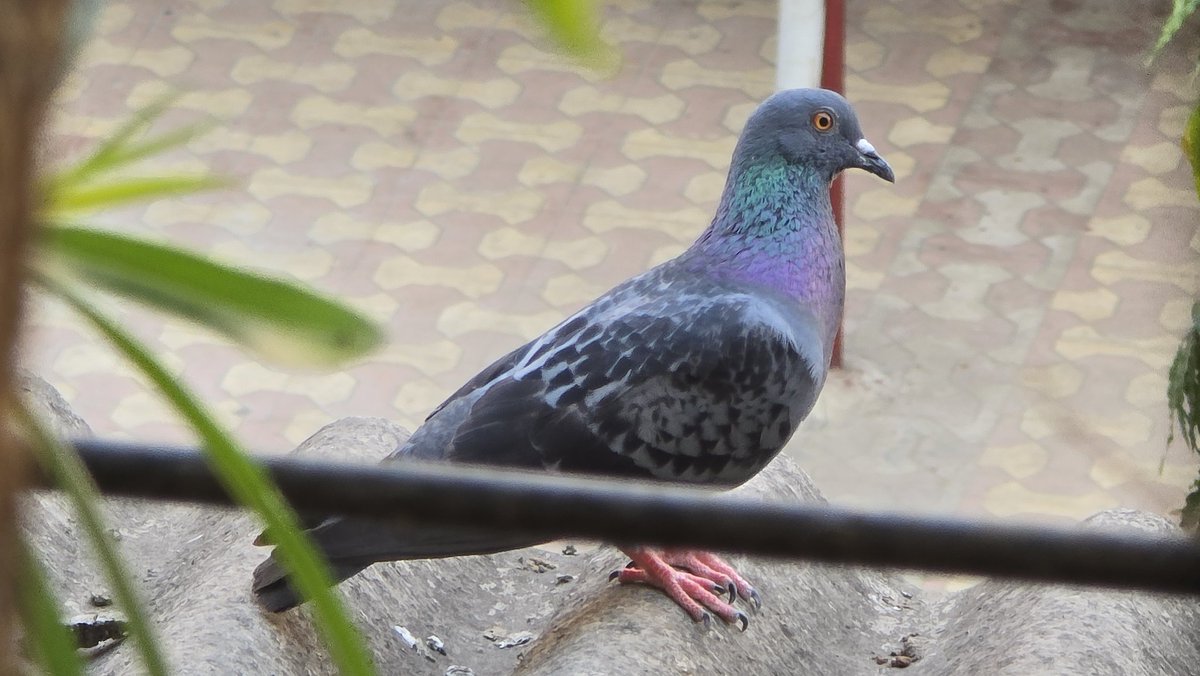 🇮🇳 tweet media