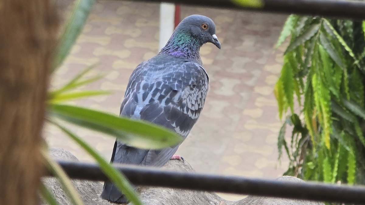 🇮🇳 tweet media