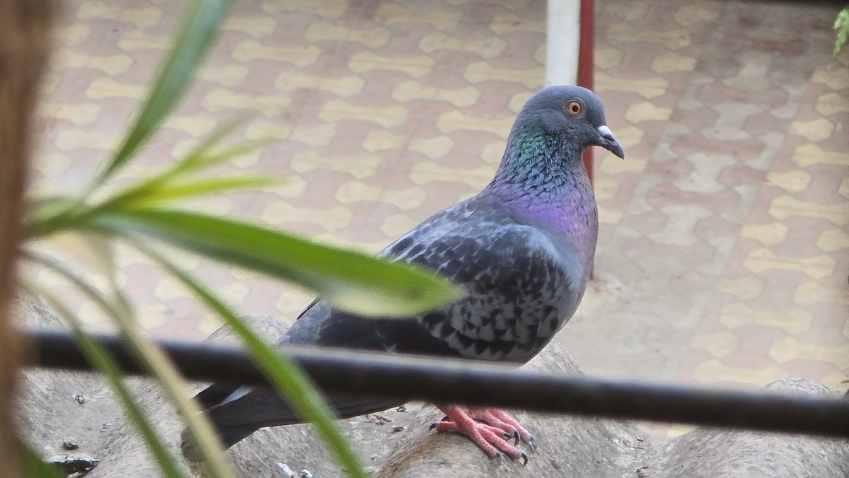 🇮🇳 tweet media