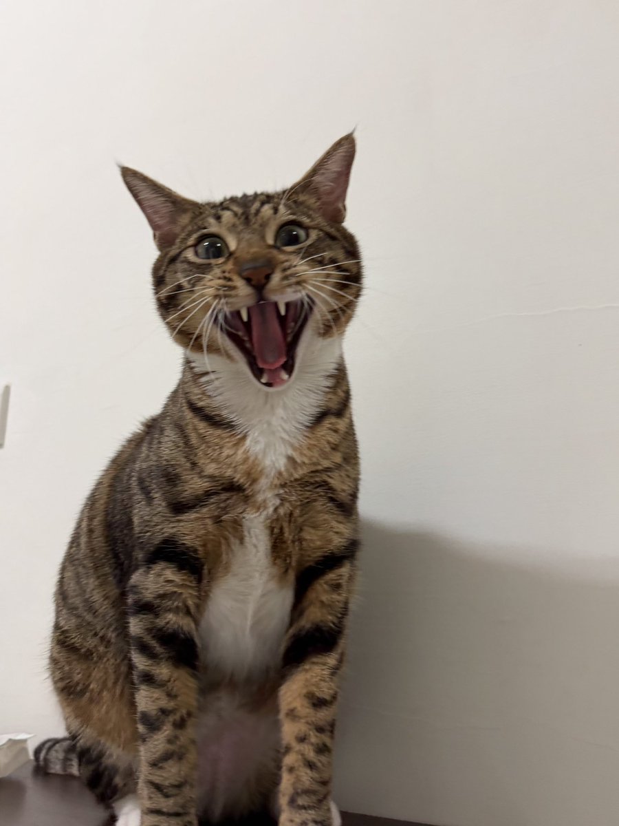 鯛魚燒 tweet media