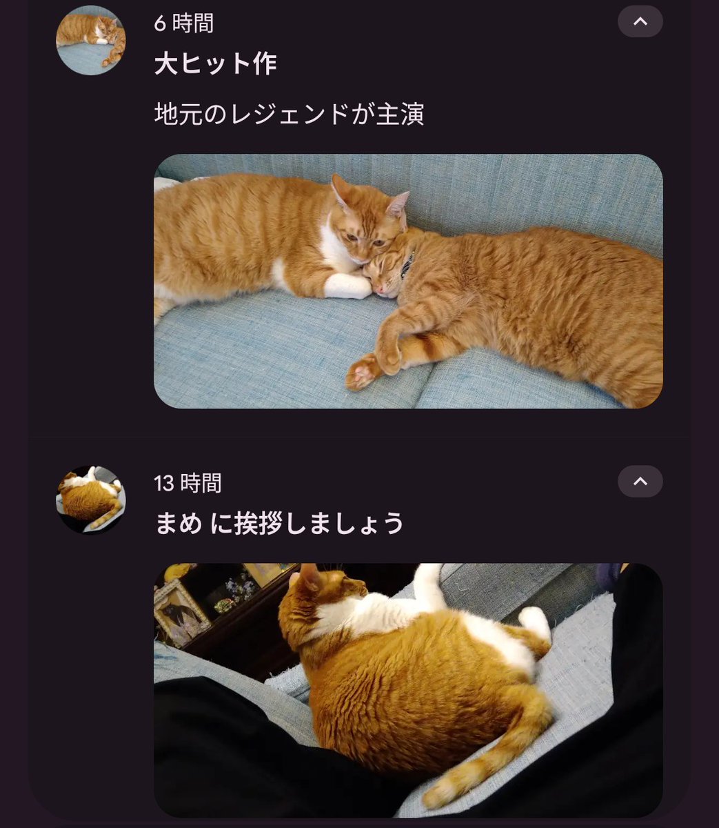 sisya21's tweet photo. 最近俺のスマホの猫持ち上げがすごい https://t.co/7QlQwmC3wl