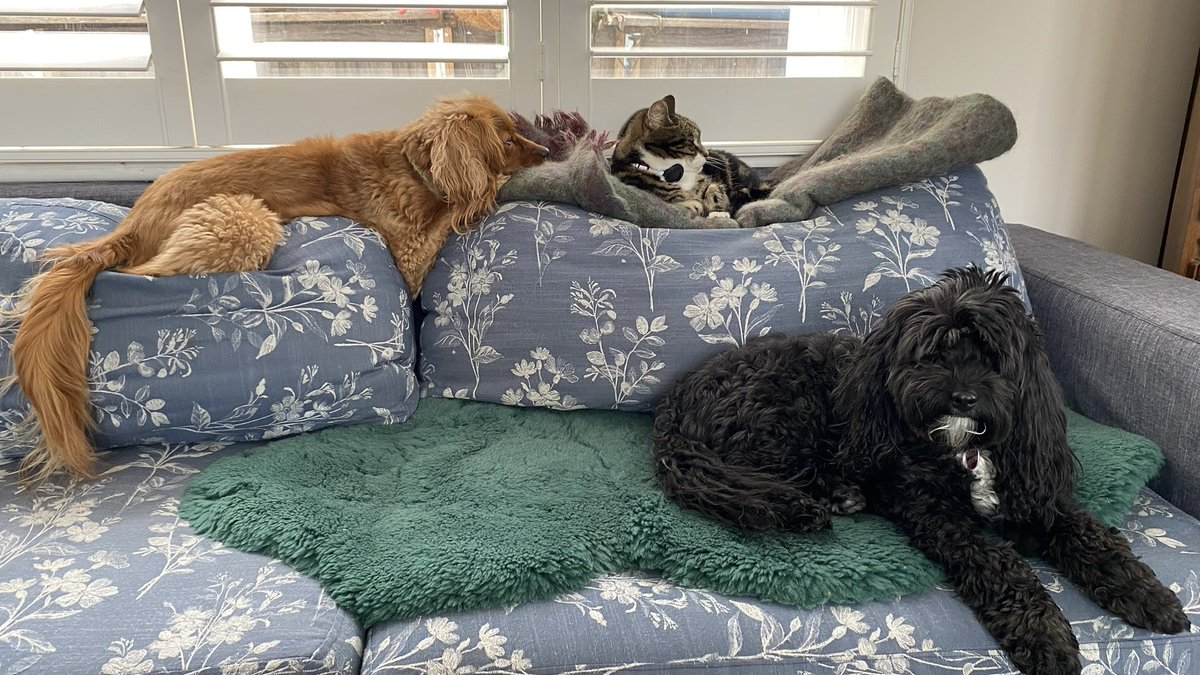 Rosie, Molly and Belle tweet media