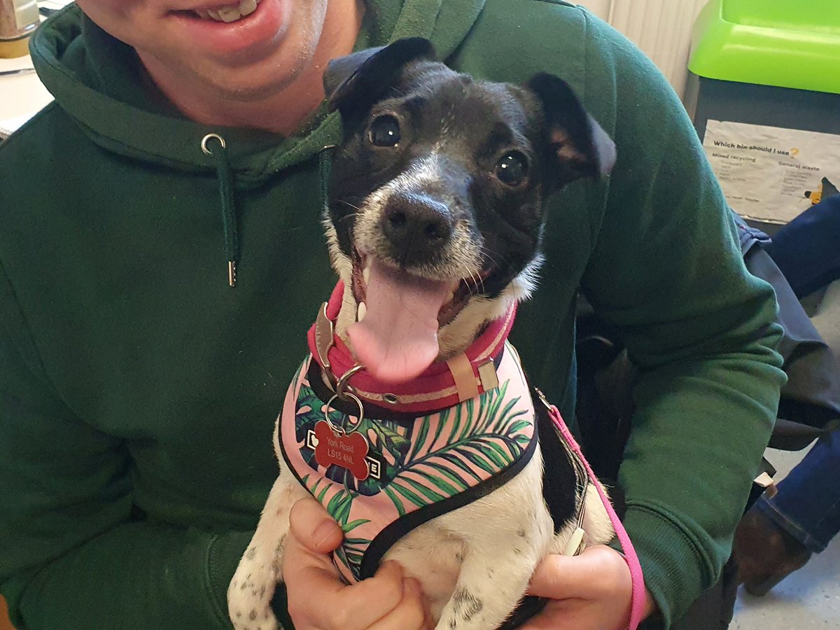 DT_Leeds's tweet image. Awwww, we love getting all the snuggles from Pippa! 😍

This ADORABLE #JackRussell is 1yr old and she's just gone up on the website looking for her forever home. 🐶🏡

Meet her 👉 bit.ly/3NfHtSd

#AdoptDontShop #Leeds #RescueDog @DogsTrust