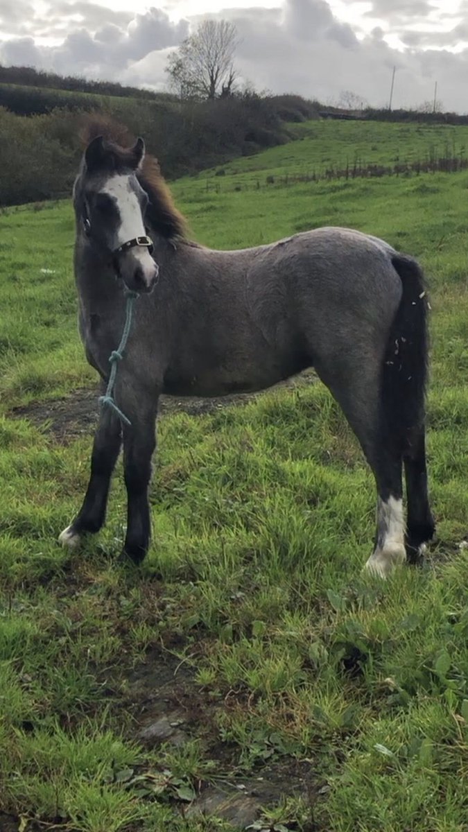 Pawprints Dog Rescue (UK) tweet media