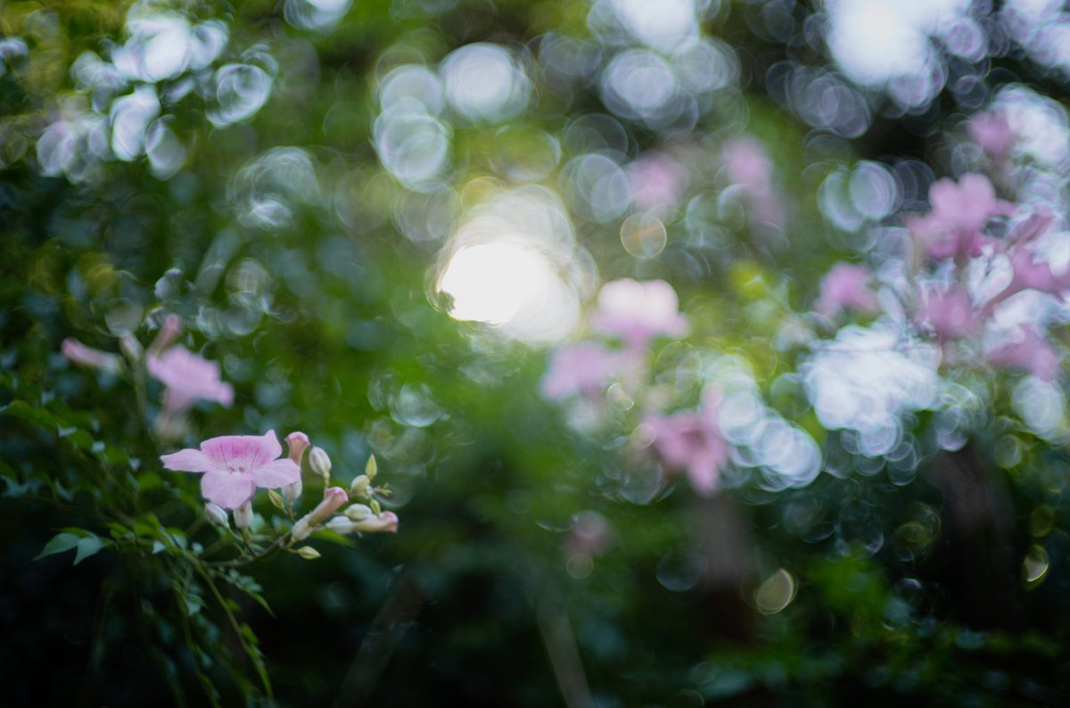 カメラ専門店 マップカメラ【公式】 tweet media