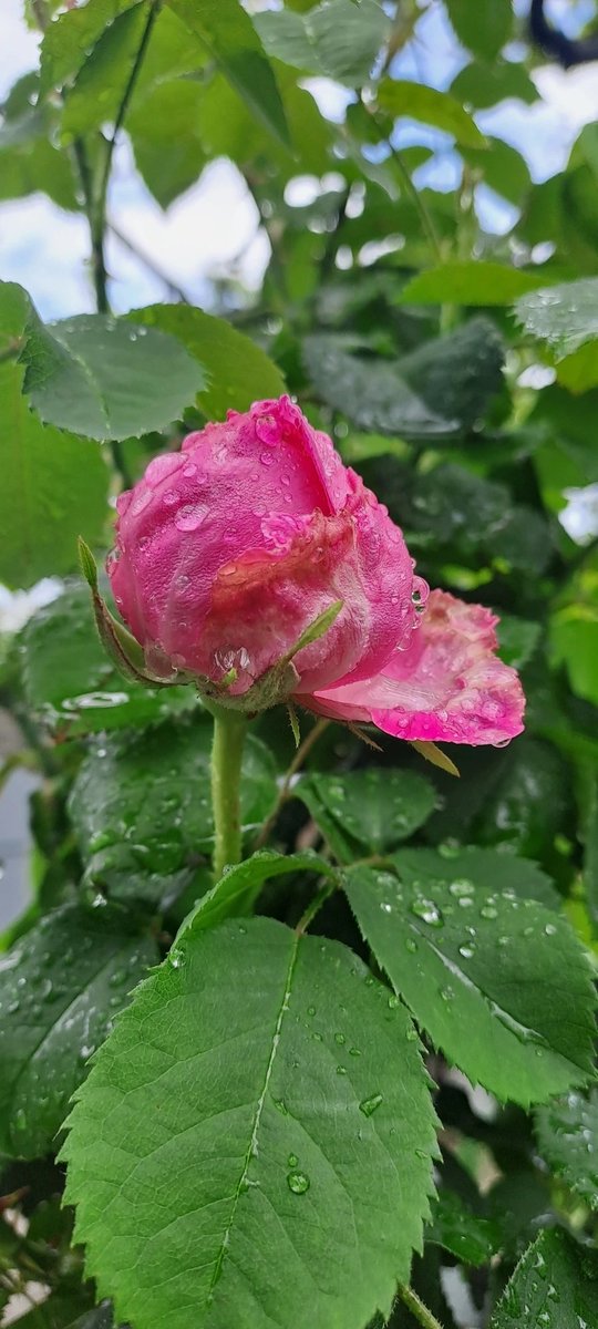 Mayko Ks. 🌞📸🇬🇪🇺🇦🇪🇺 tweet media