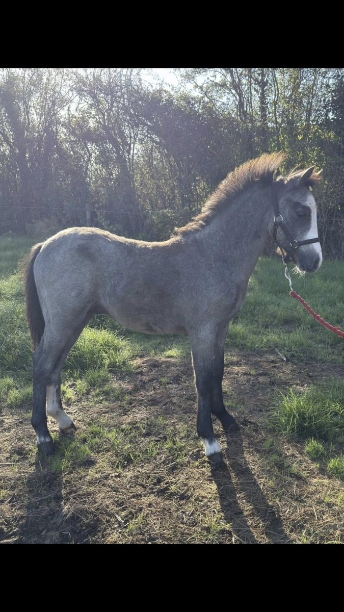 Pawprints Dog Rescue (UK) tweet media