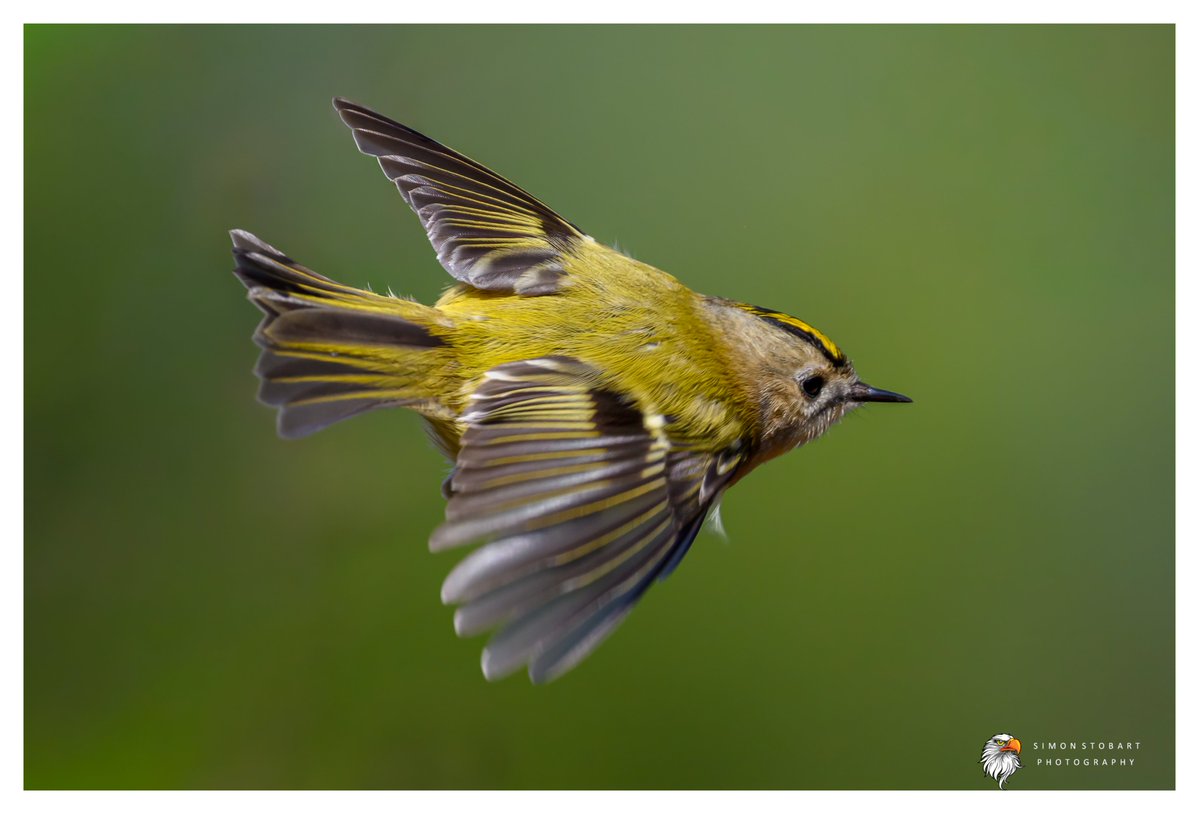 𝙎𝙞𝙢𝙤𝙣 𝙎𝙩𝙤𝙗𝙖𝙧𝙩 🦆🦉🦊 tweet media