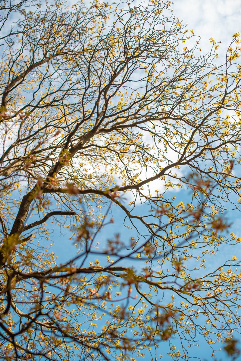 маленькая мышь в уютной норке tweet media