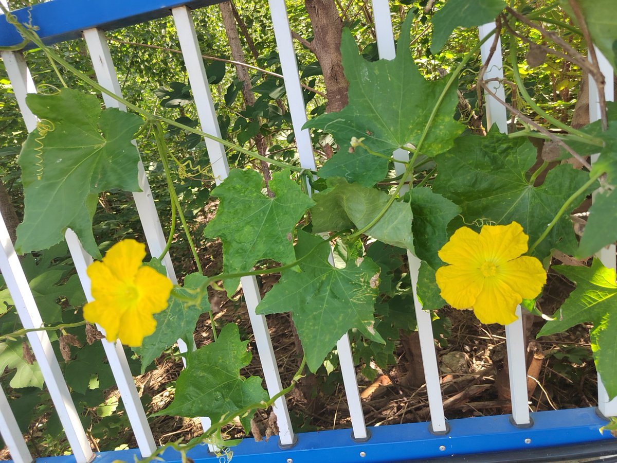 ernando parola tweet media