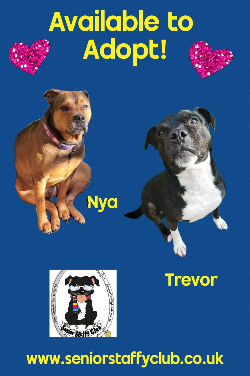 Senior Staffy Club Dog Rescue tweet media