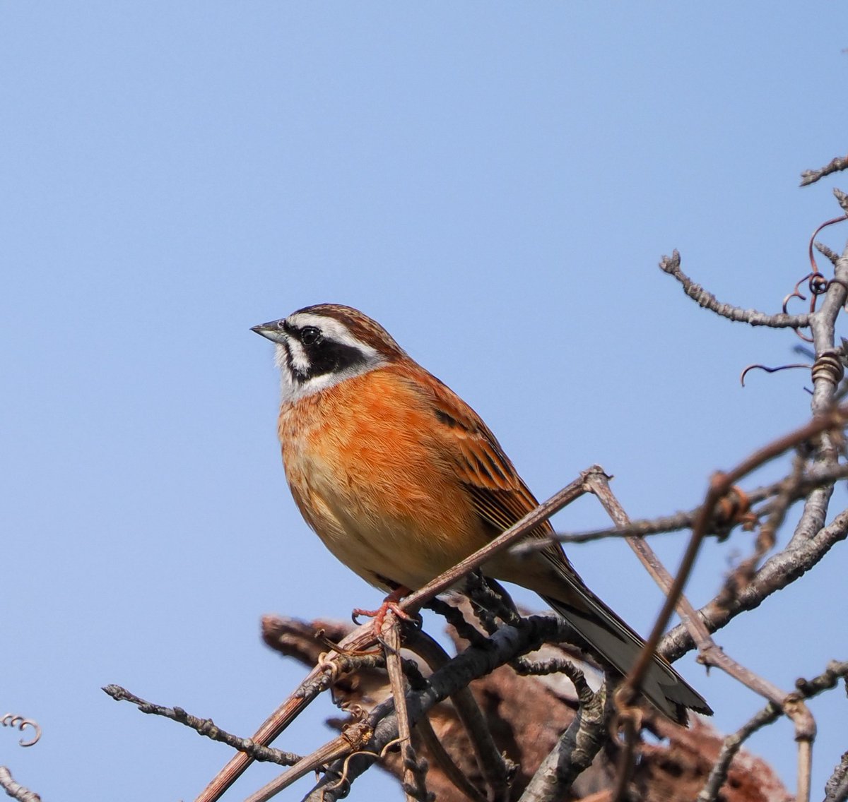 tomotopaz's tweet photo. ホオジロさんがしばらくの間、とまってくれてました✨

#ホオジロ #頬白 #MeadowBunting https://t.co/SuHWWul1YG