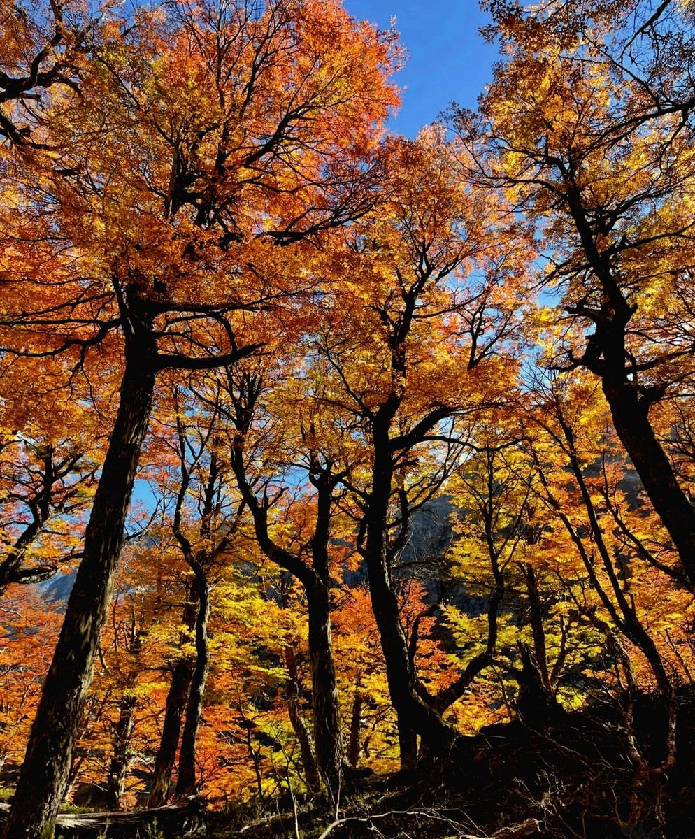 Real Time tweet media