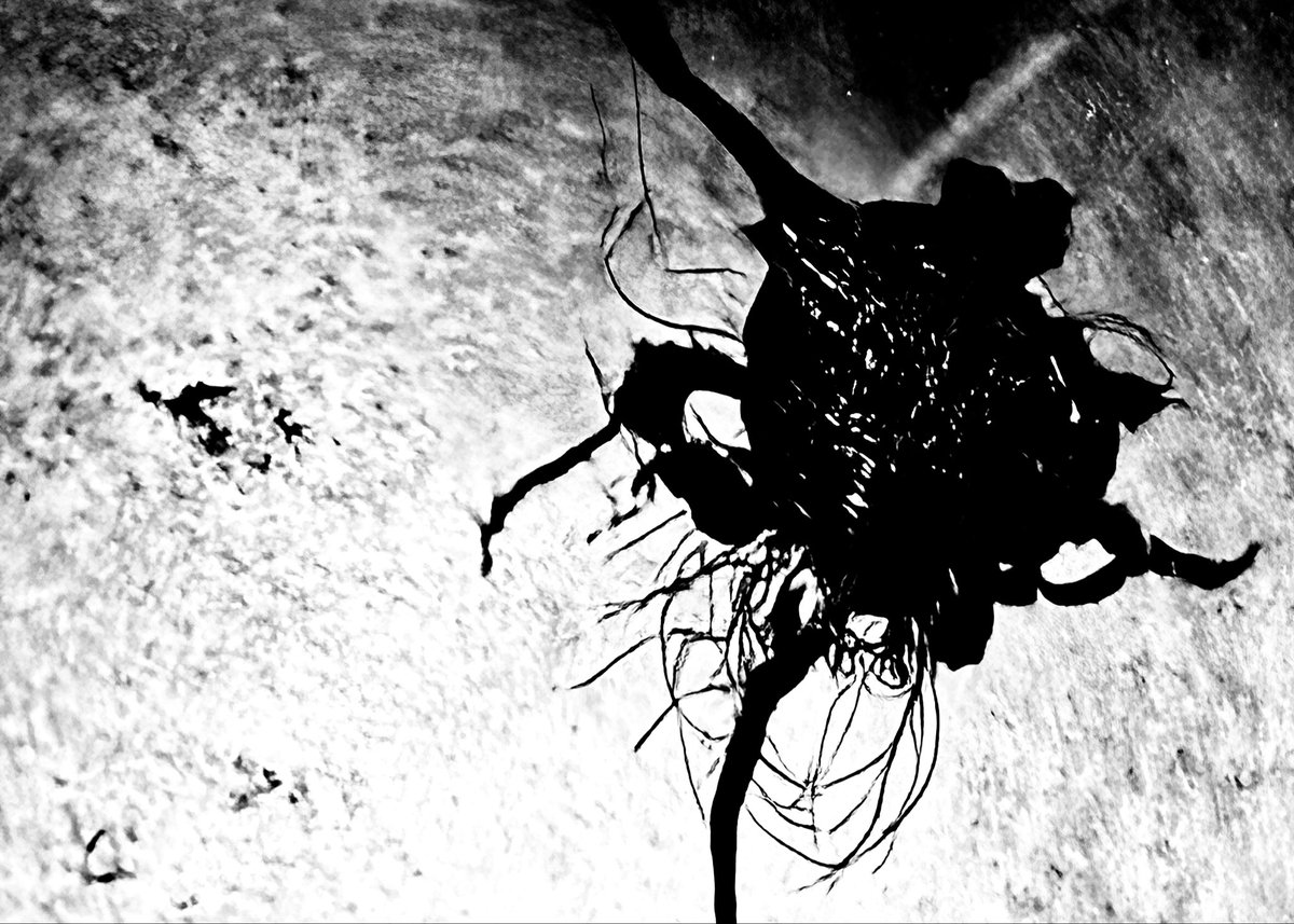 embryoroom tweet media