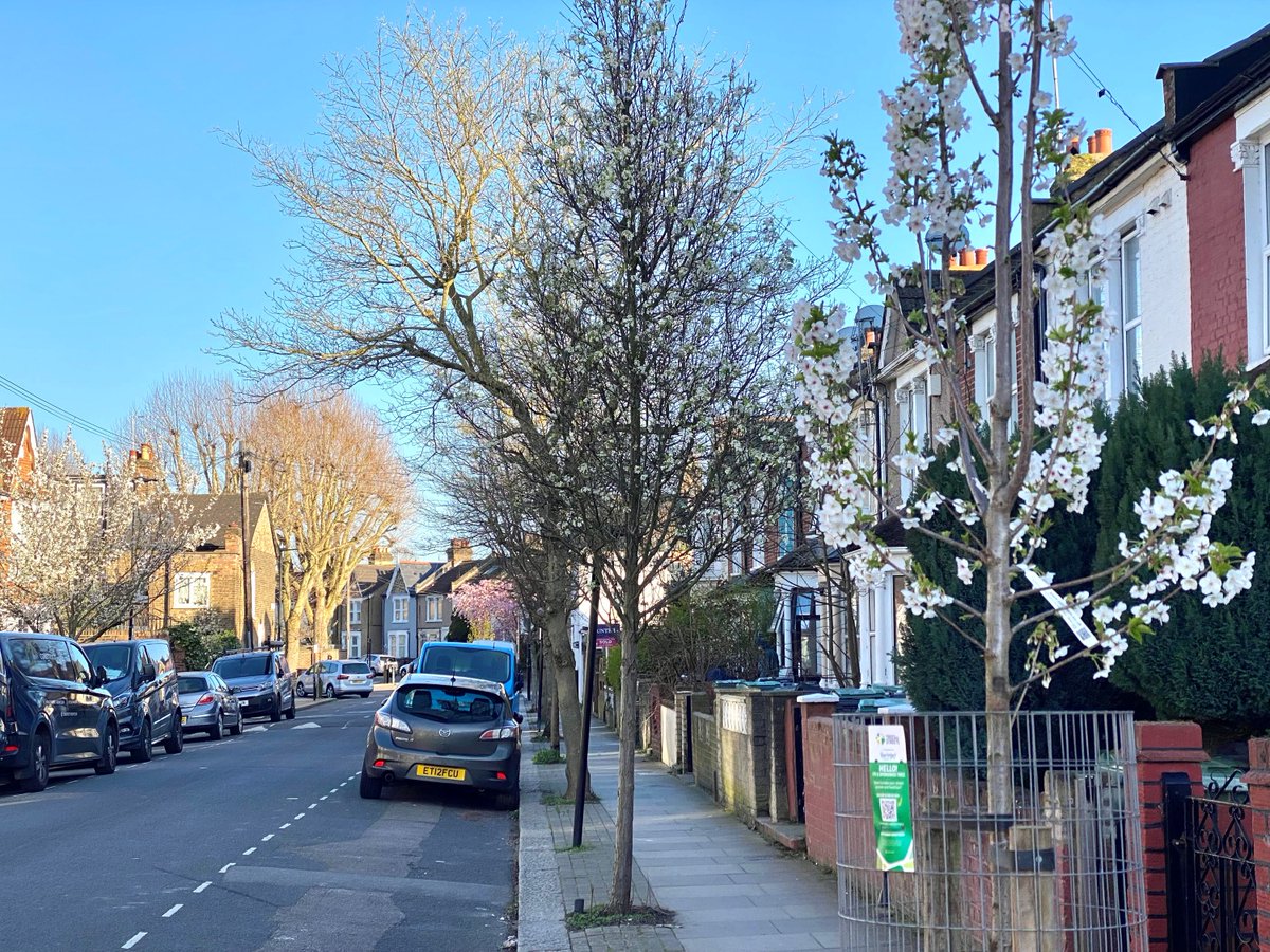 Trees for Streets tweet media