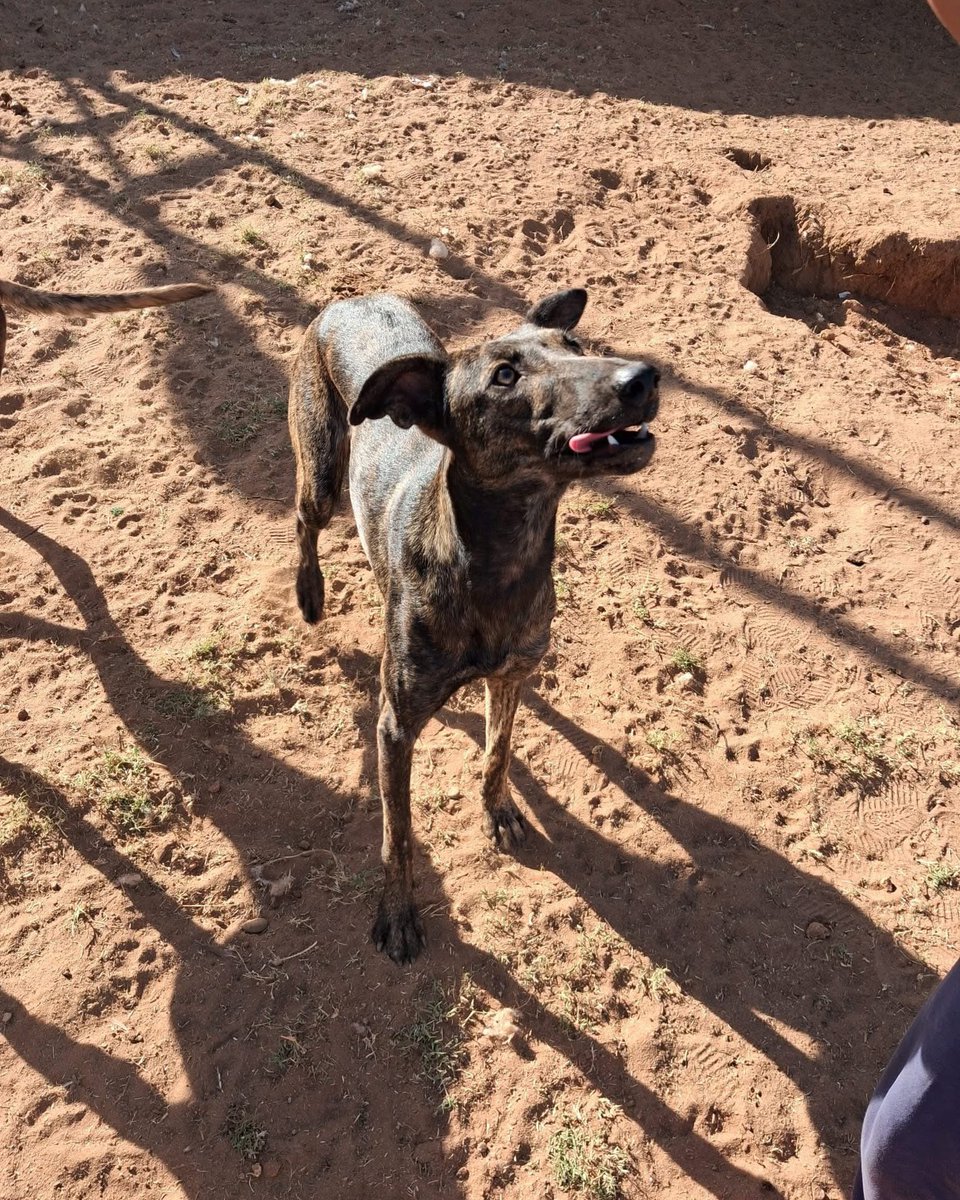 Alma Libre Rescue Italia tweet media