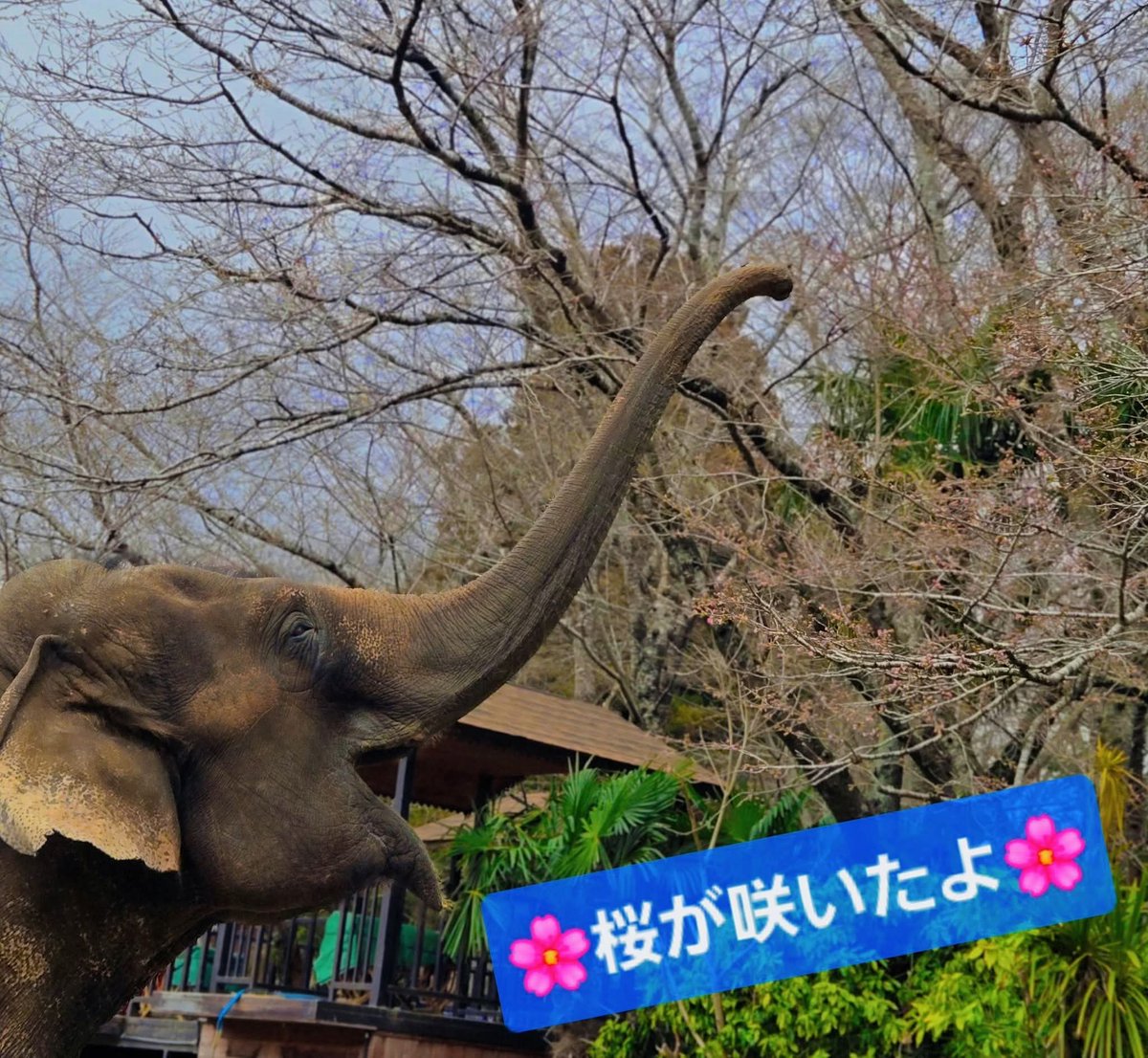 市原ぞうの国・サユリワールド【公式】 tweet media