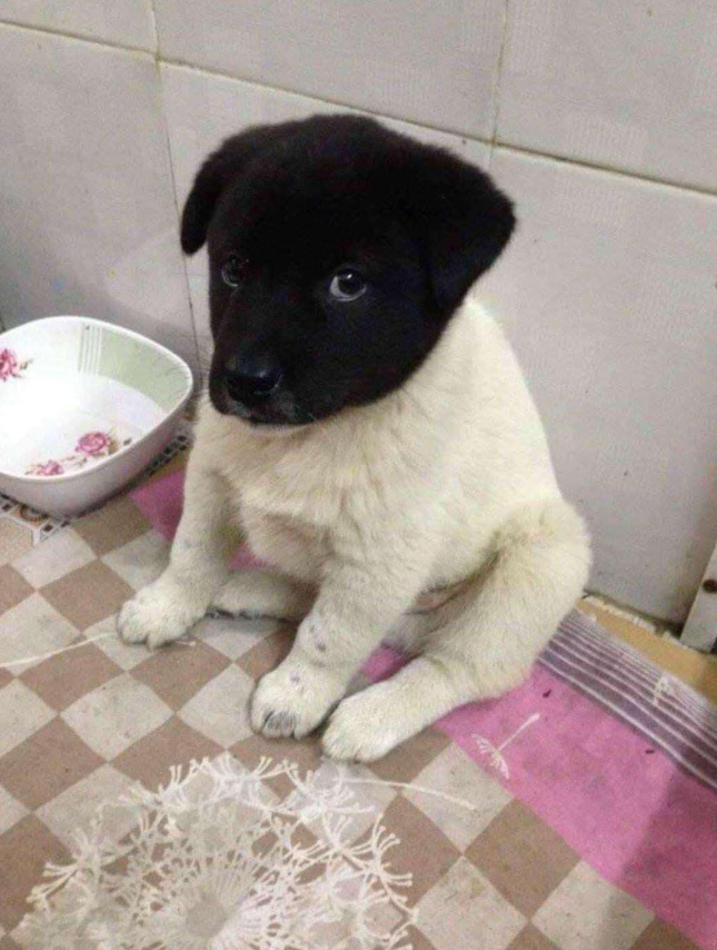 Best in Dogs tweet media