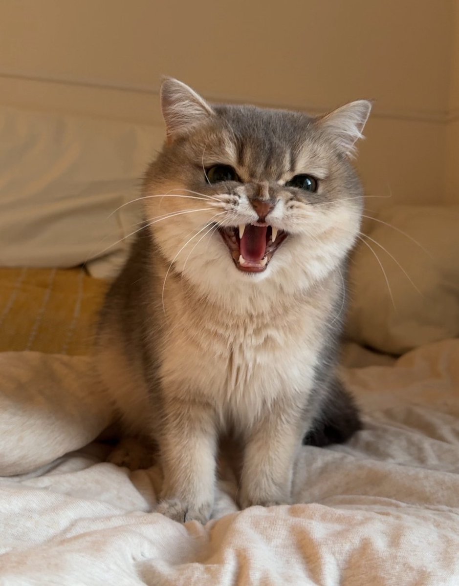 ニコ🐾ミア🐱体格差兄妹 tweet media