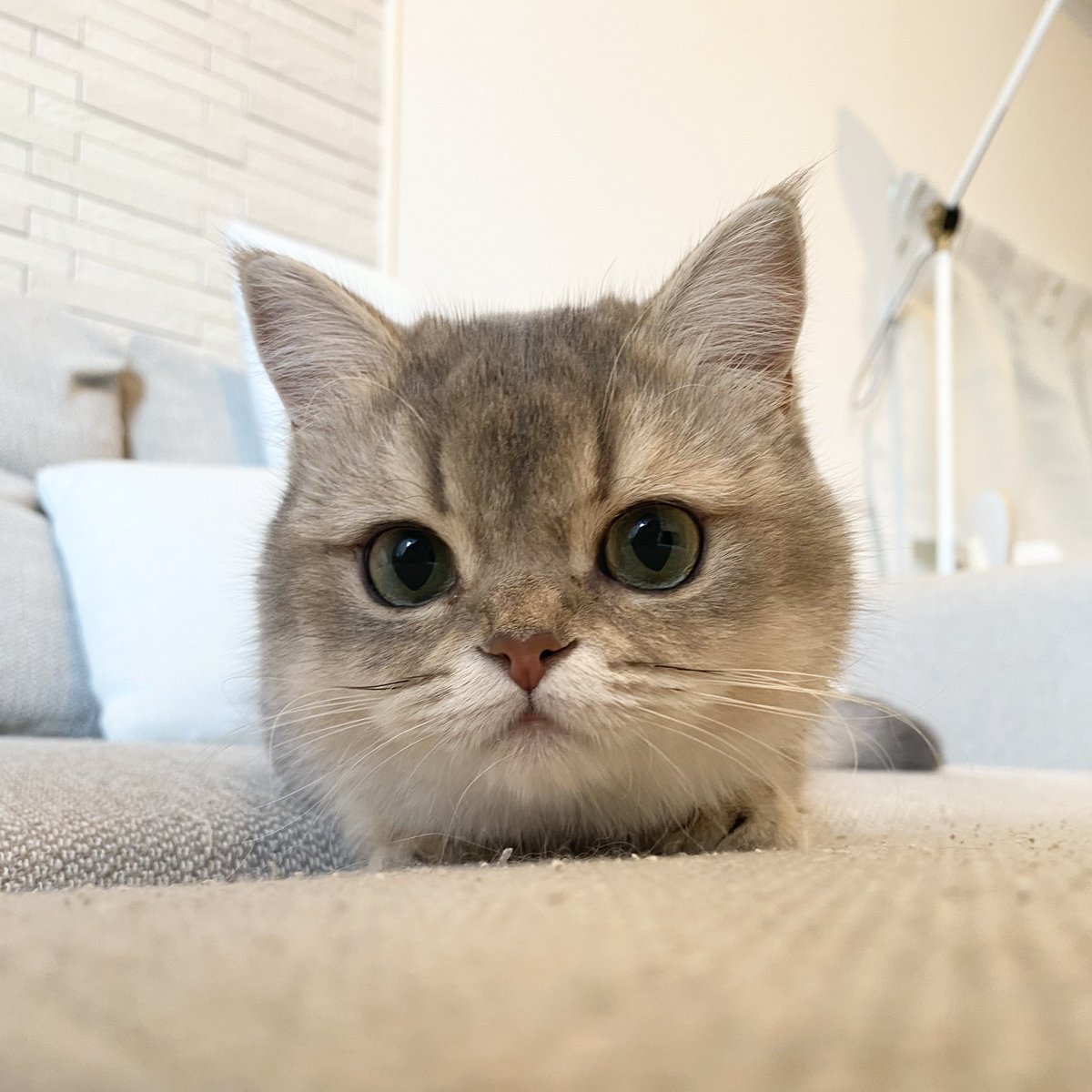 ニコ🐾ミア🐱体格差兄妹 tweet media