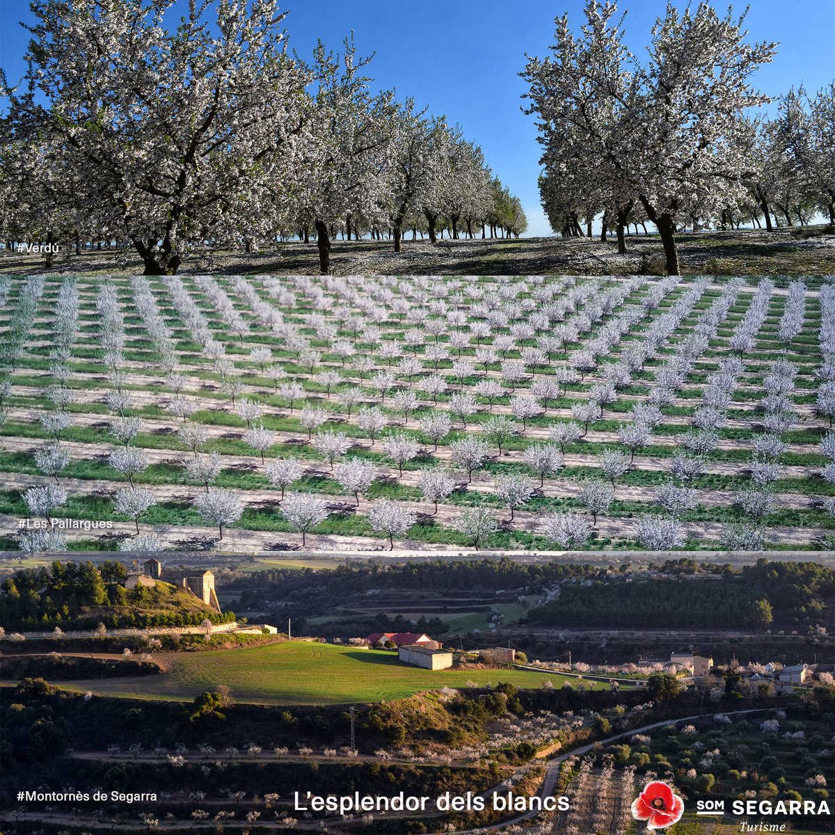 Som Segarra tweet media