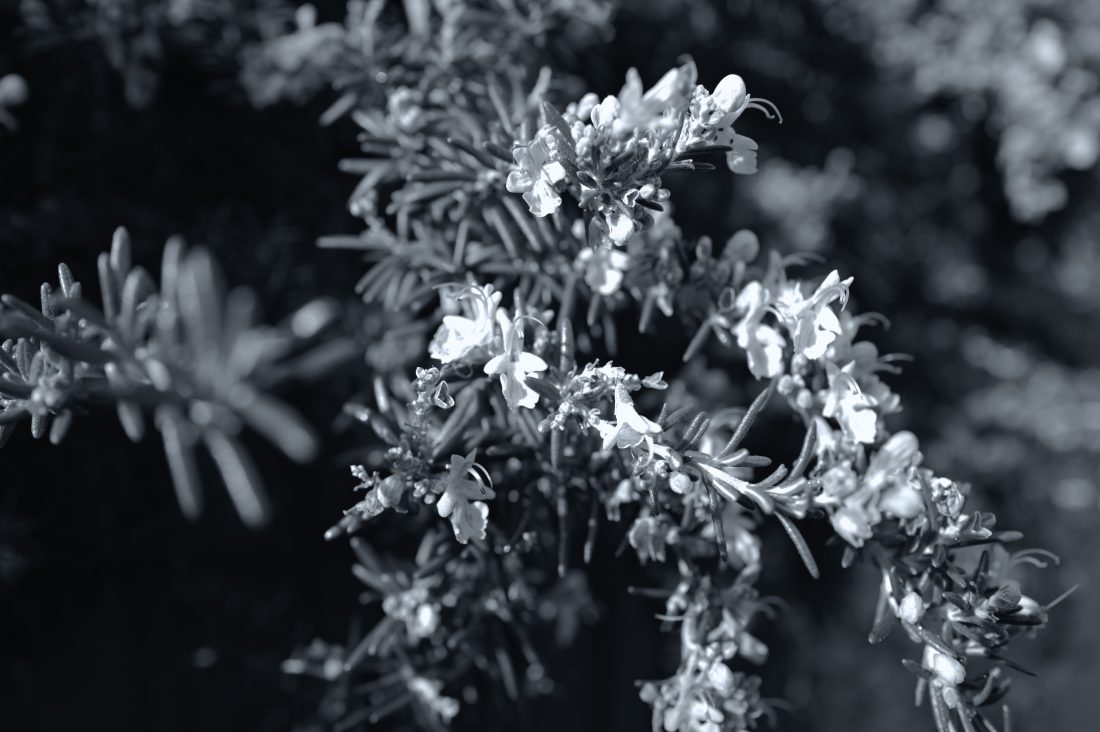 カメラ専門店 マップカメラ【公式】 tweet media