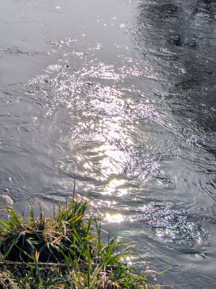 Doodahdog tweet media