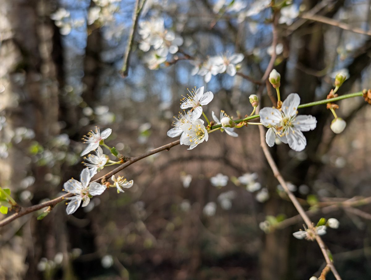 Doodahdog tweet media