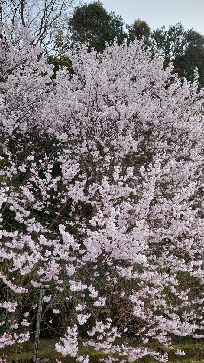 こま@🐈‍⬛マジ神軍団No.5🐈ヴァルネーム オオサカーノ・コマ tweet media